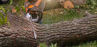 Why Choose Our Tree Removal Services in Mount Union, PA?