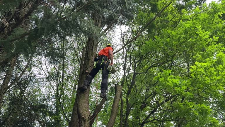 Professional  Tree Services in Mount Union, PA