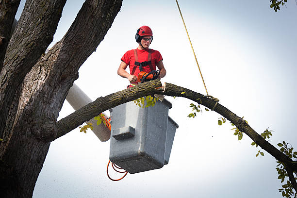 Best Tree Maintenance Programs  in Mount Union, PA